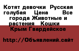 Котят девочки “Русская голубая“ › Цена ­ 0 - Все города Животные и растения » Кошки   . Крым,Гвардейское